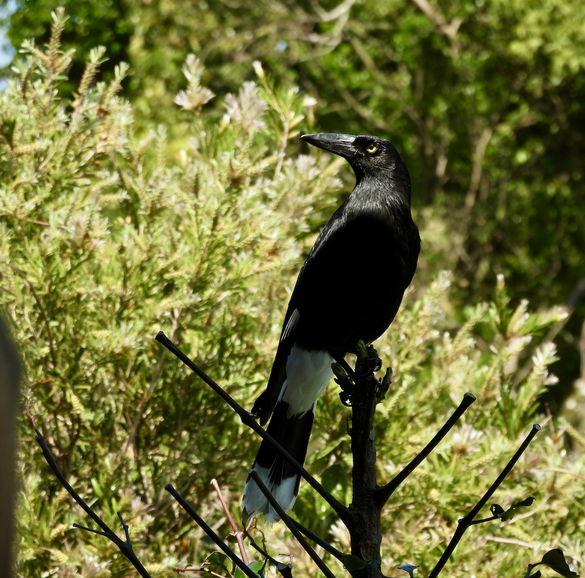 Pied Currawong - ML644549134