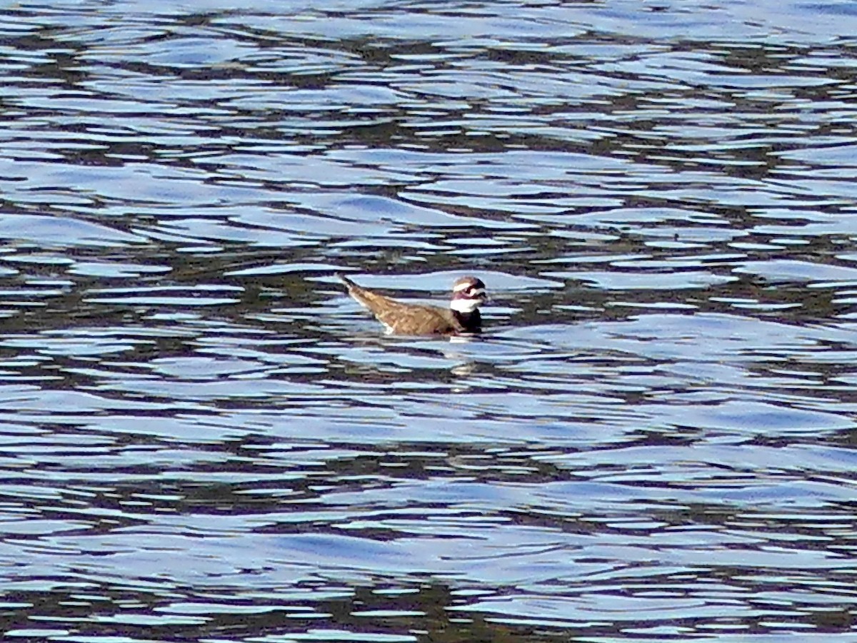 Killdeer - ML644549138