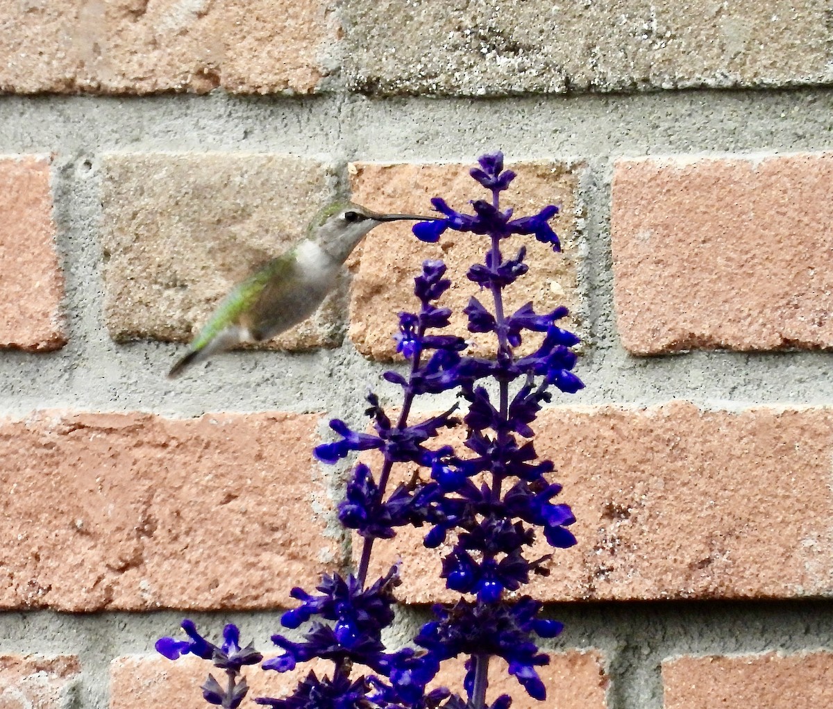 Black-chinned Hummingbird - ML644549141
