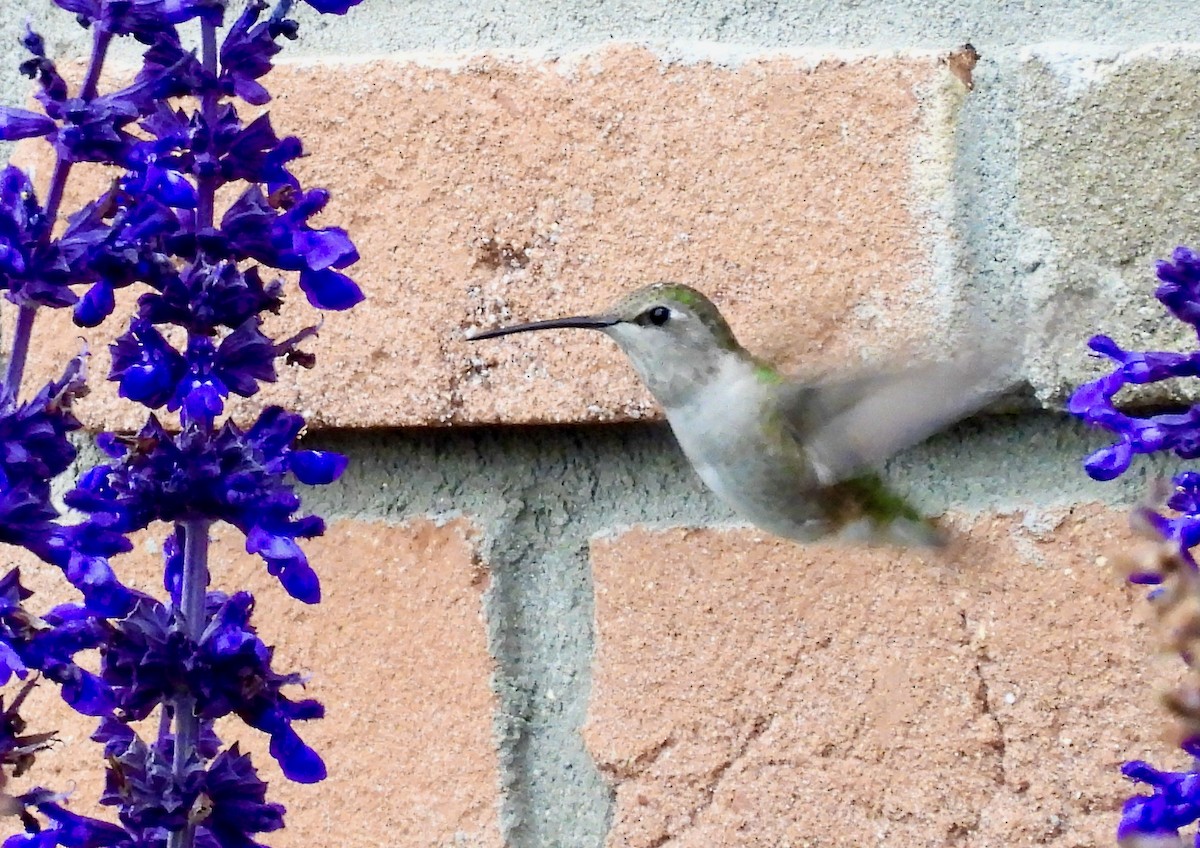 Black-chinned Hummingbird - ML644549142