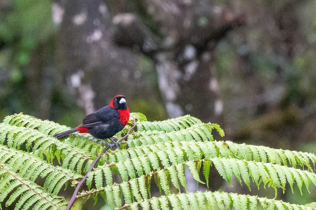 Crimson-collared Tanager - ML644549143