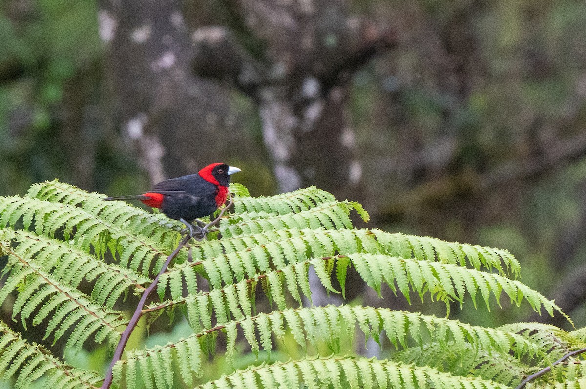 Crimson-collared Tanager - ML644549144