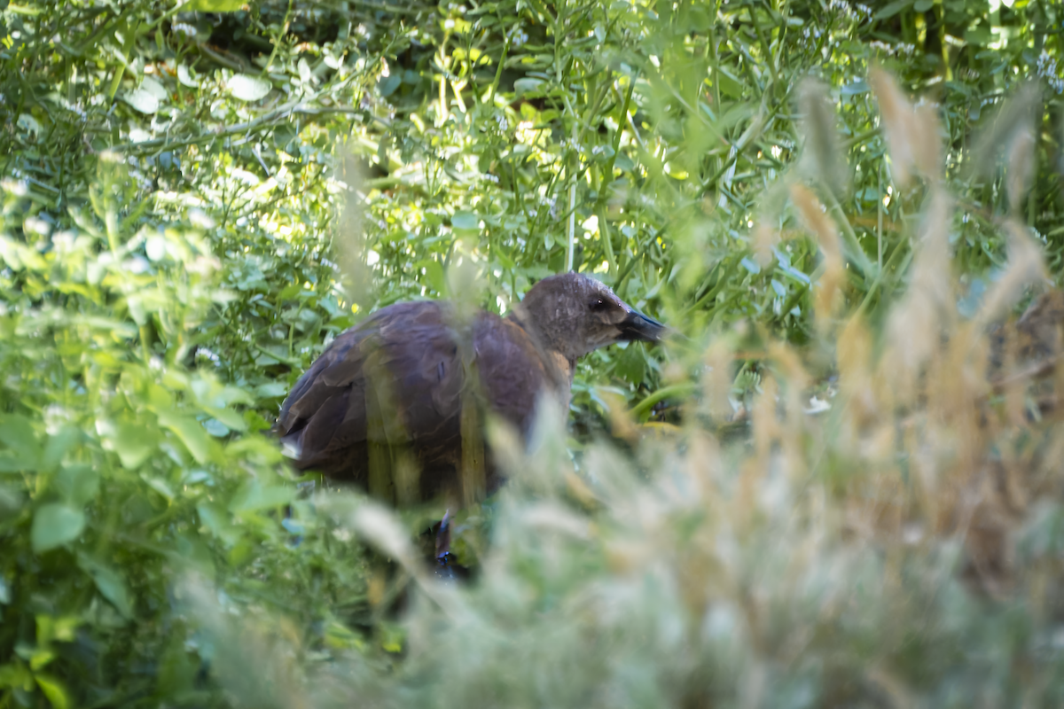 Пастушок аргентинський - ML644549146