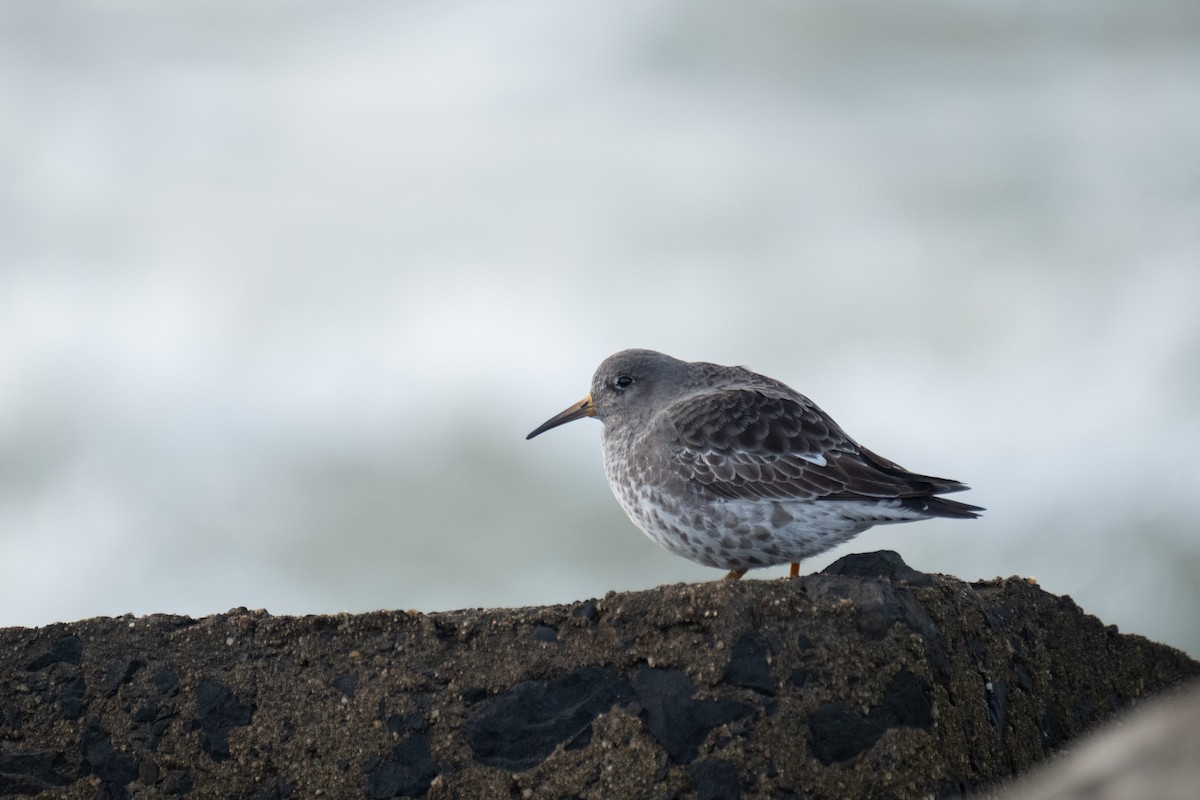 Purple Sandpiper - ML644549152