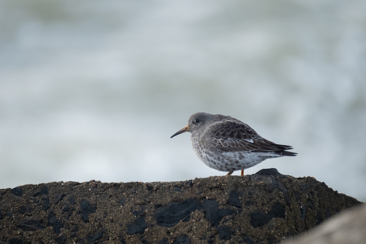 Purple Sandpiper - ML644549154