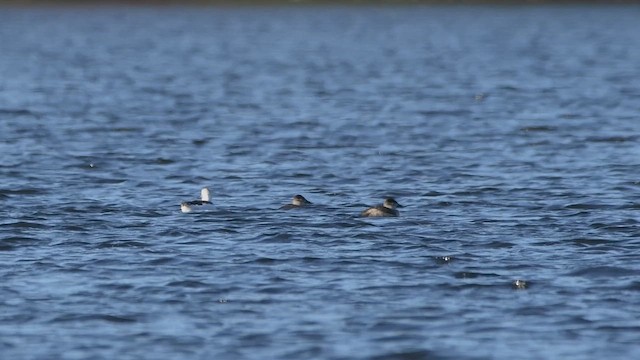 Harelde kakawi - ML644549158