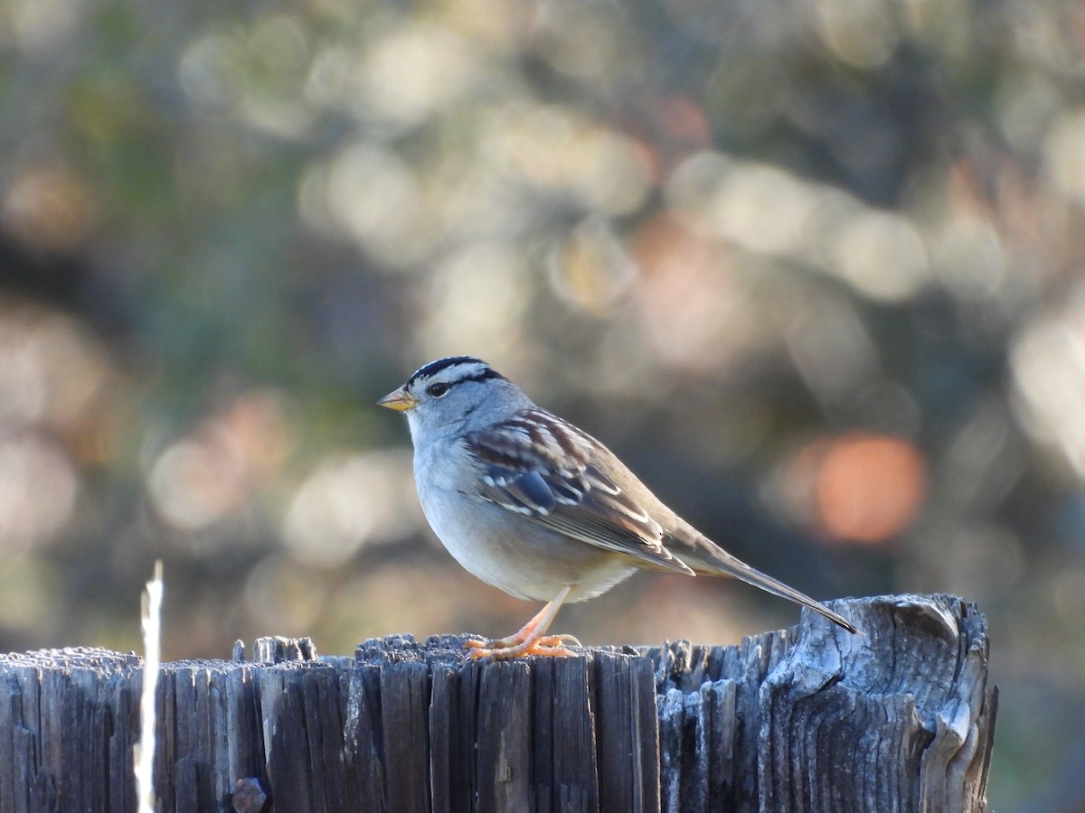 White-crowned Sparrow - ML644549160