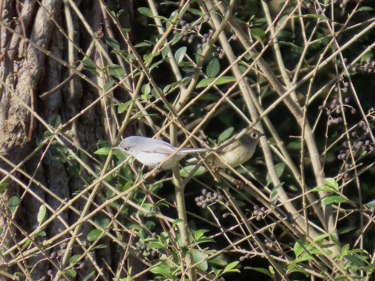 Blue-gray Gnatcatcher - ML644549162