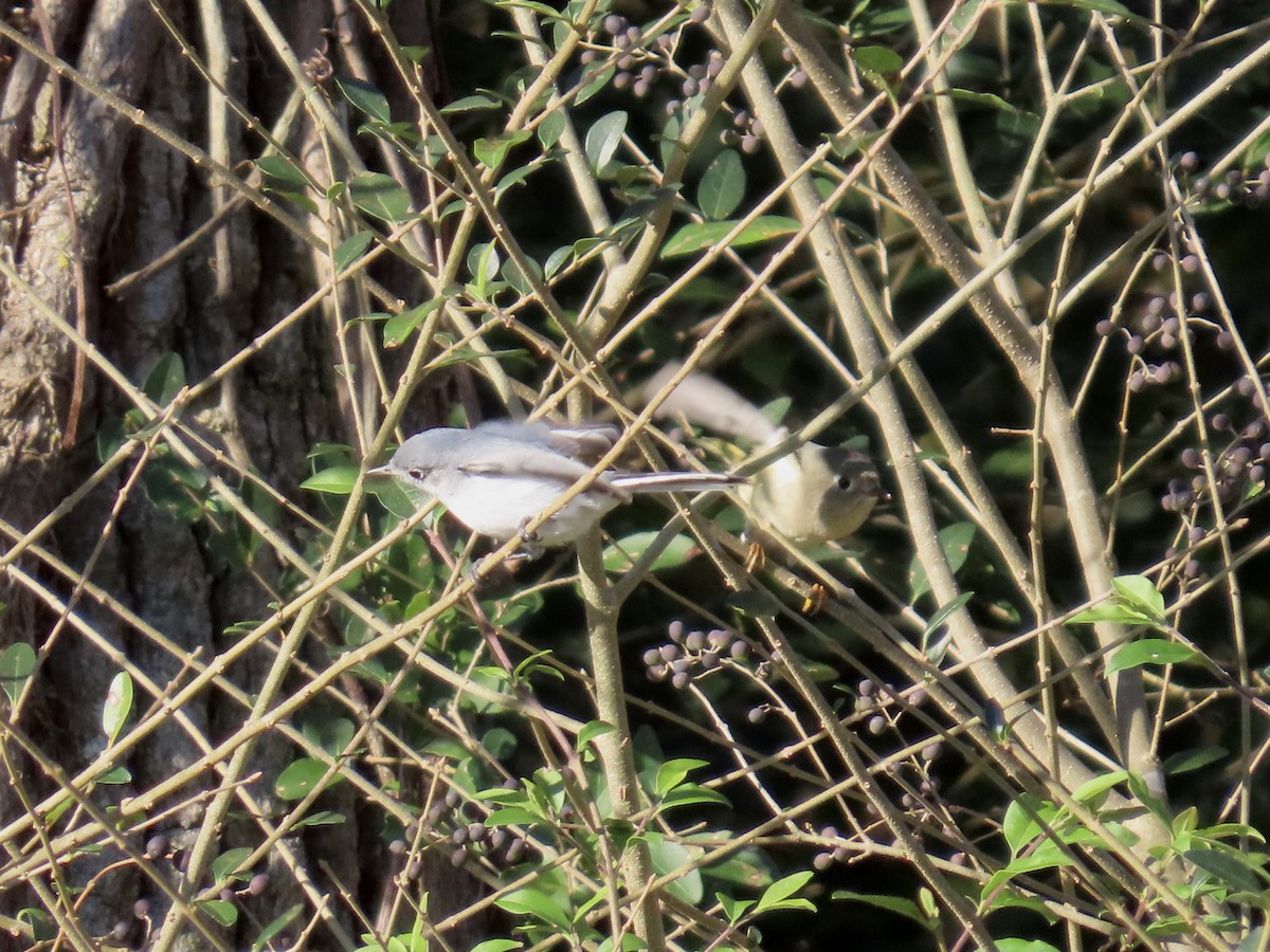 Blue-gray Gnatcatcher - ML644549163