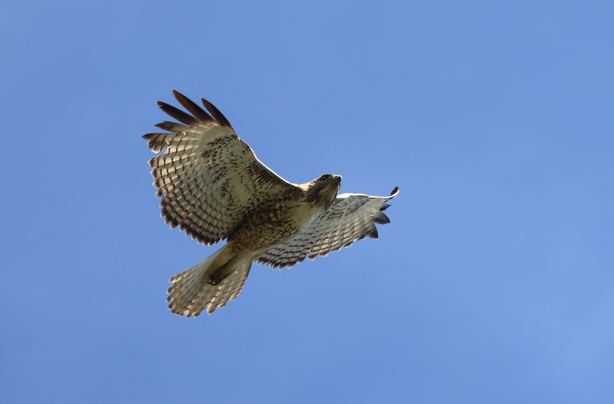 Red-tailed Hawk - ML644549172