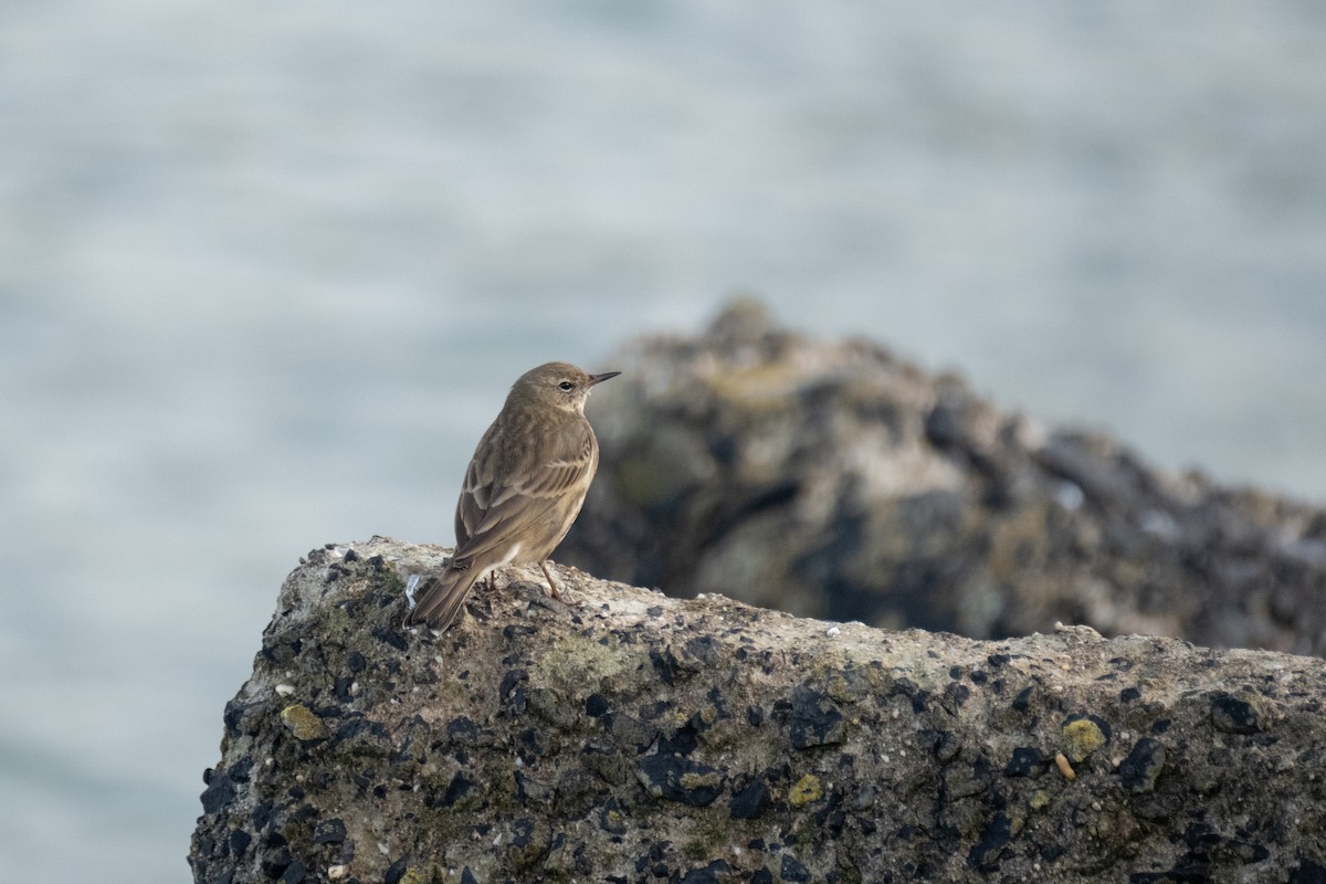 Bisbita Costero - ML644549177