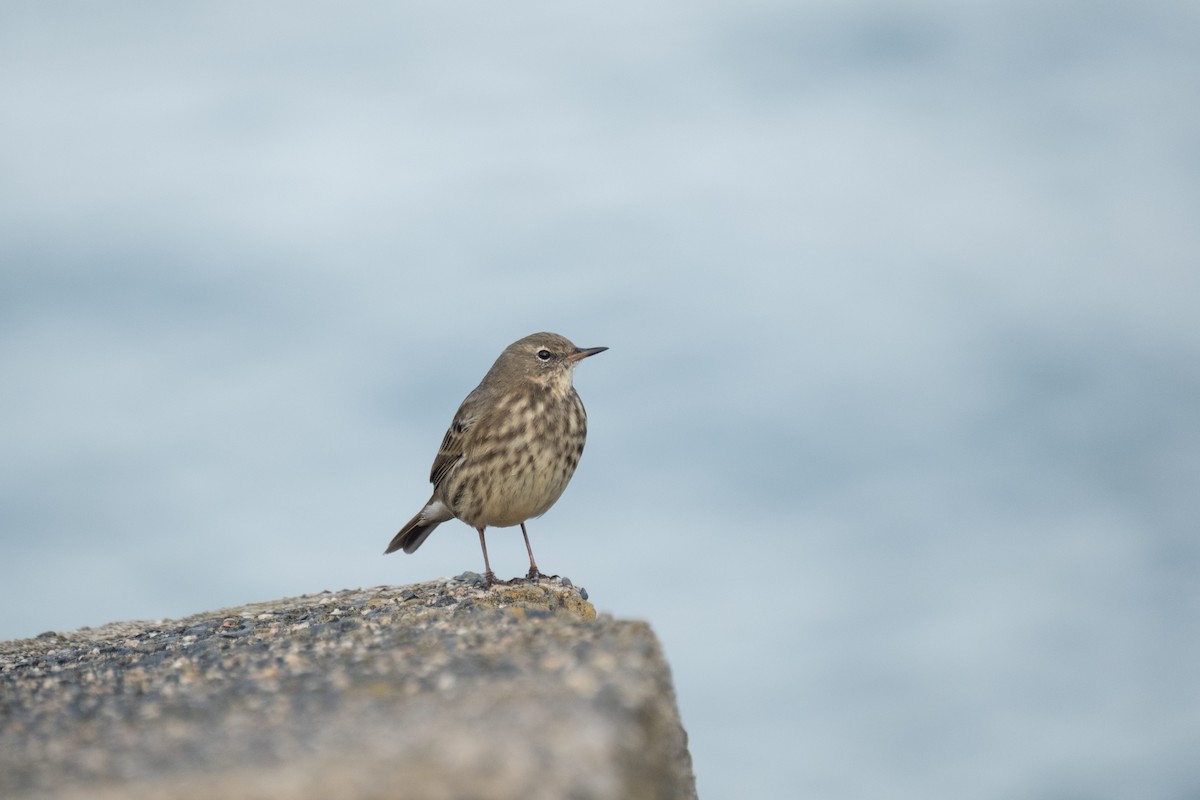 Bisbita Costero - ML644549178