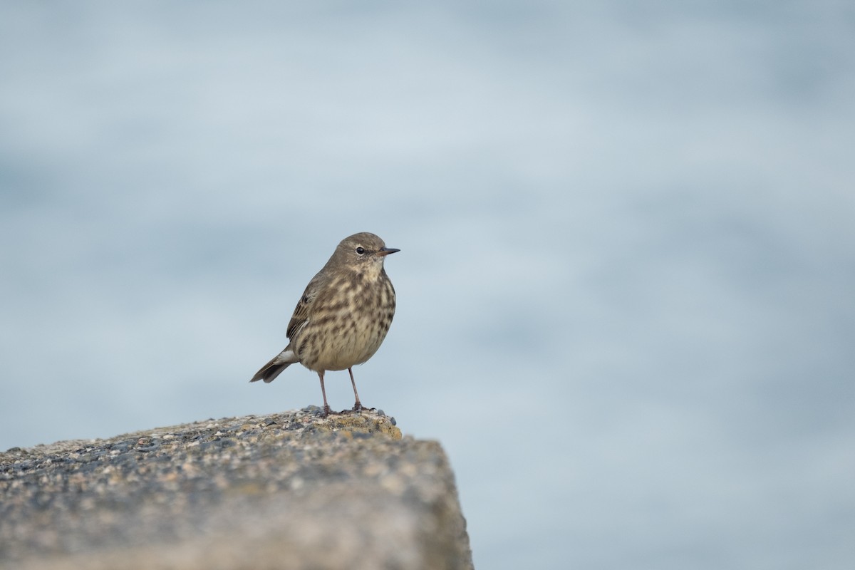 Bisbita Costero - ML644549179