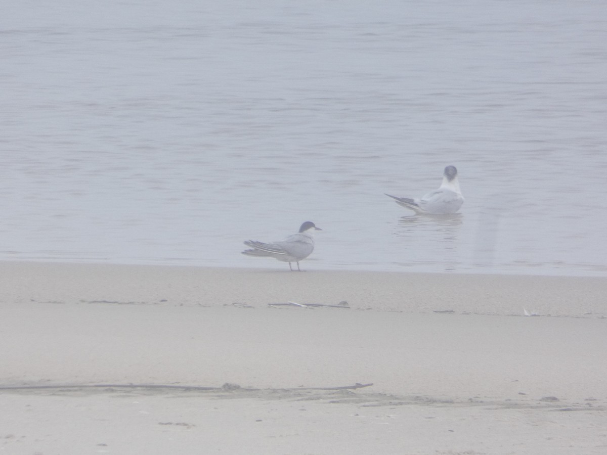 Txenada arrunta - ML644549180