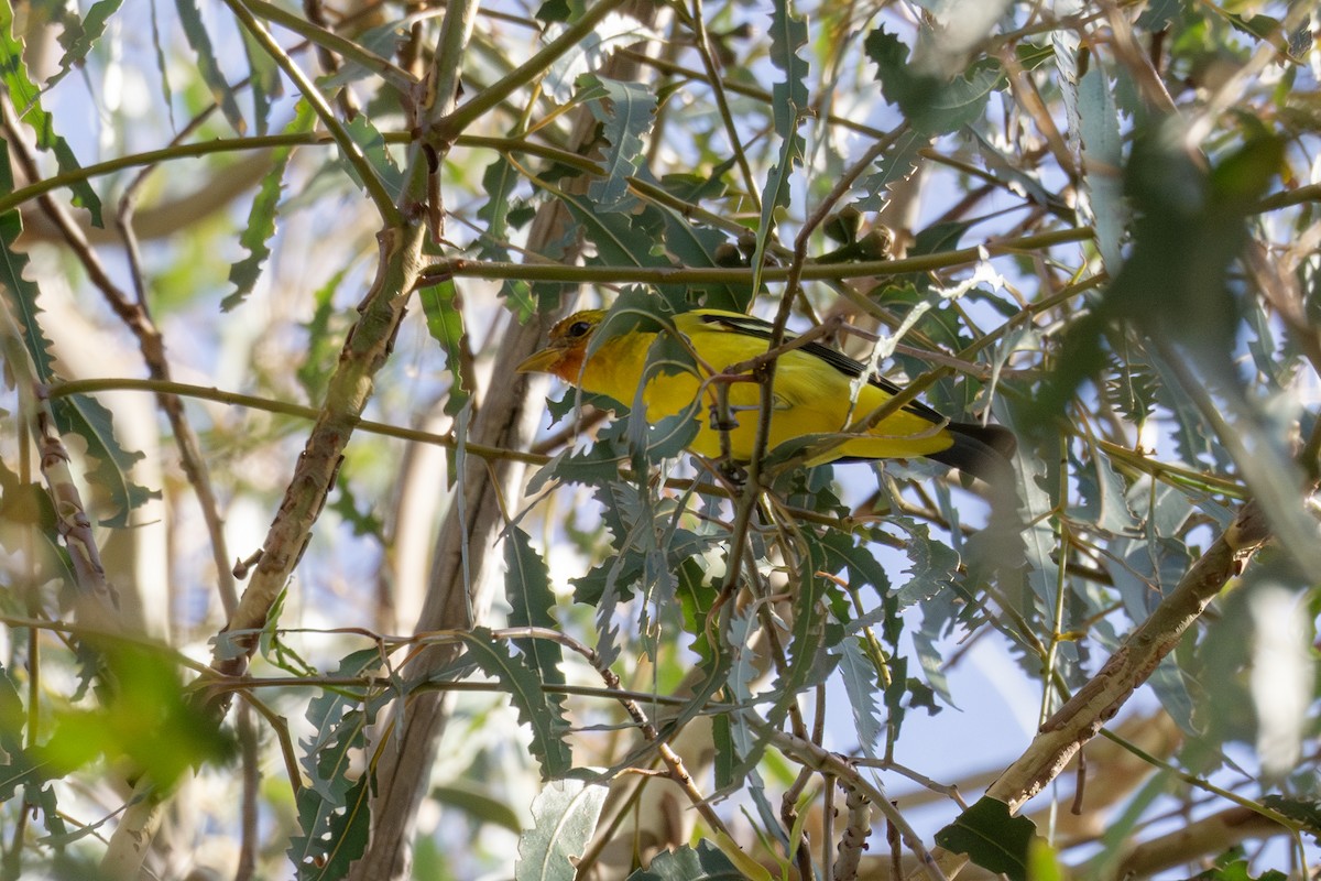 Western Tanager - ML644549182