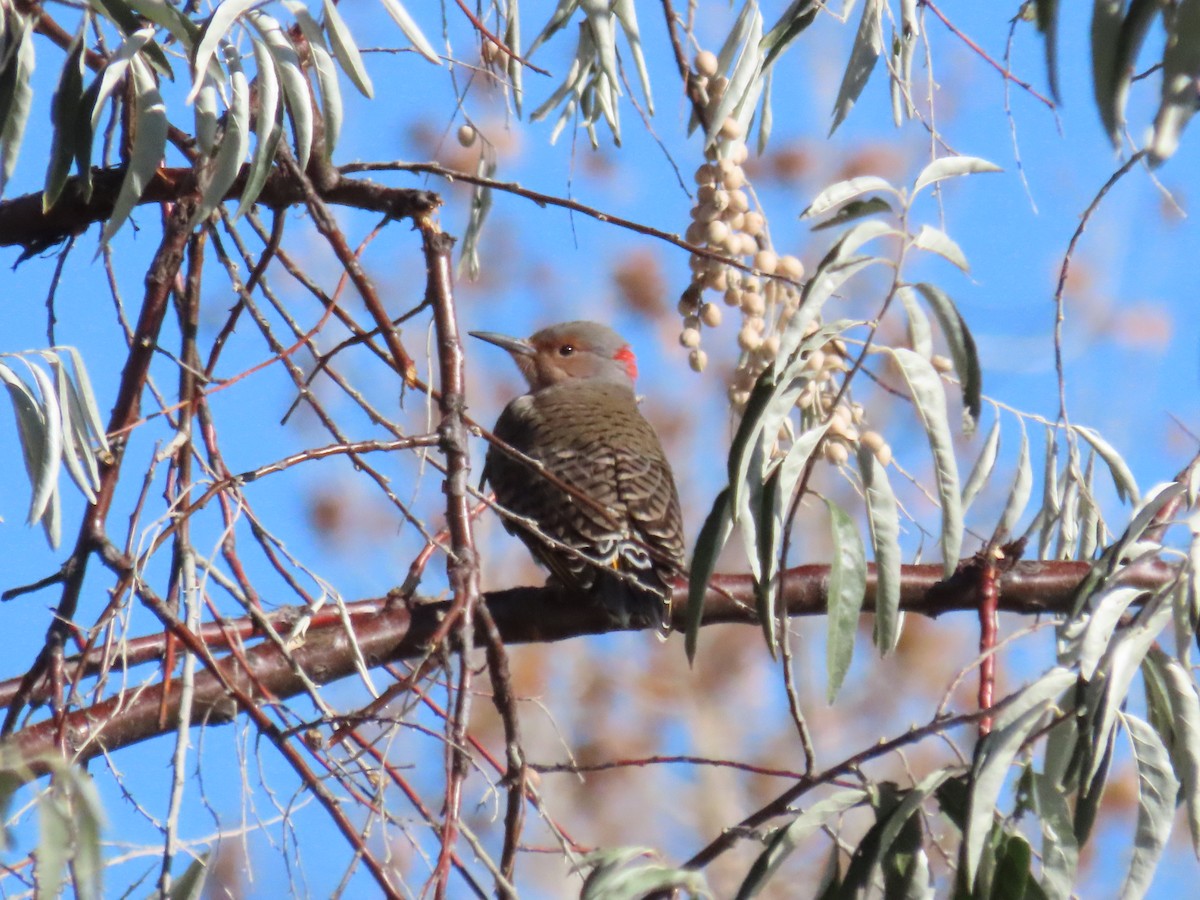 Pic flamboyant (auratus/luteus) - ML644549183