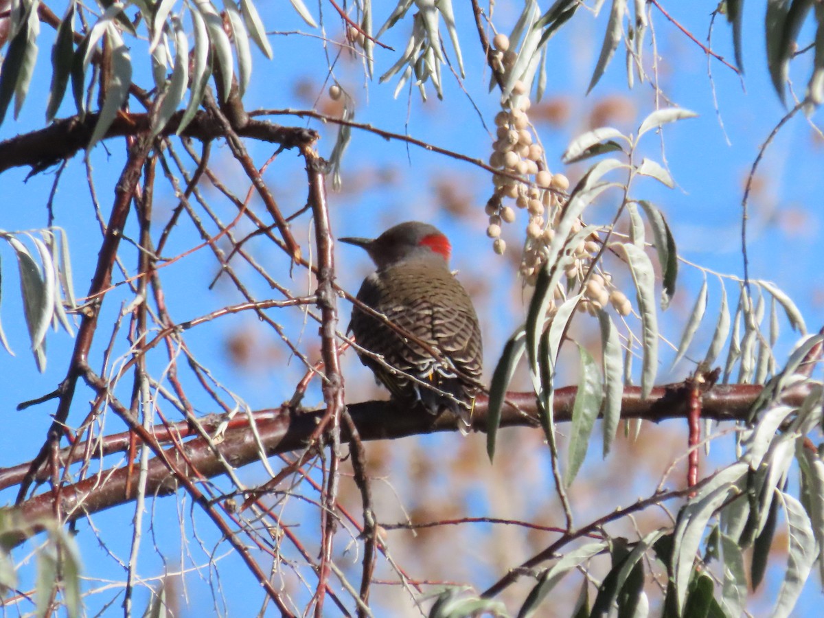 Pic flamboyant (auratus/luteus) - ML644549184