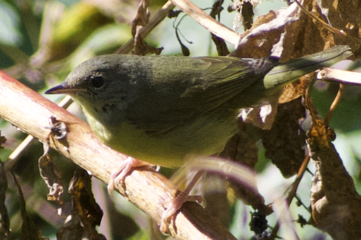 Mourning Warbler - ML644549185