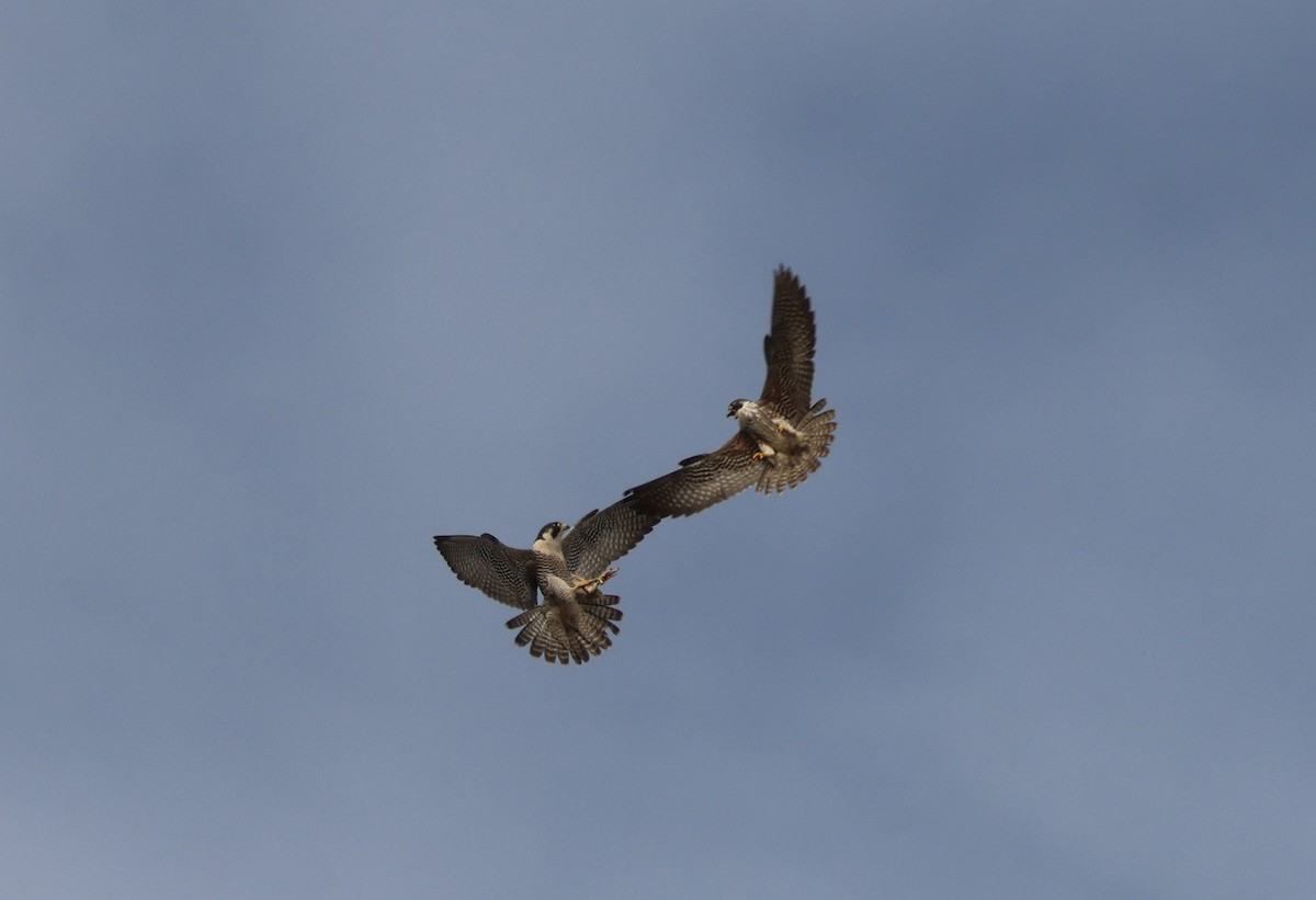 Эгэл шонхор - ML644549189