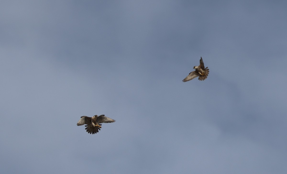 Эгэл шонхор - ML644549190