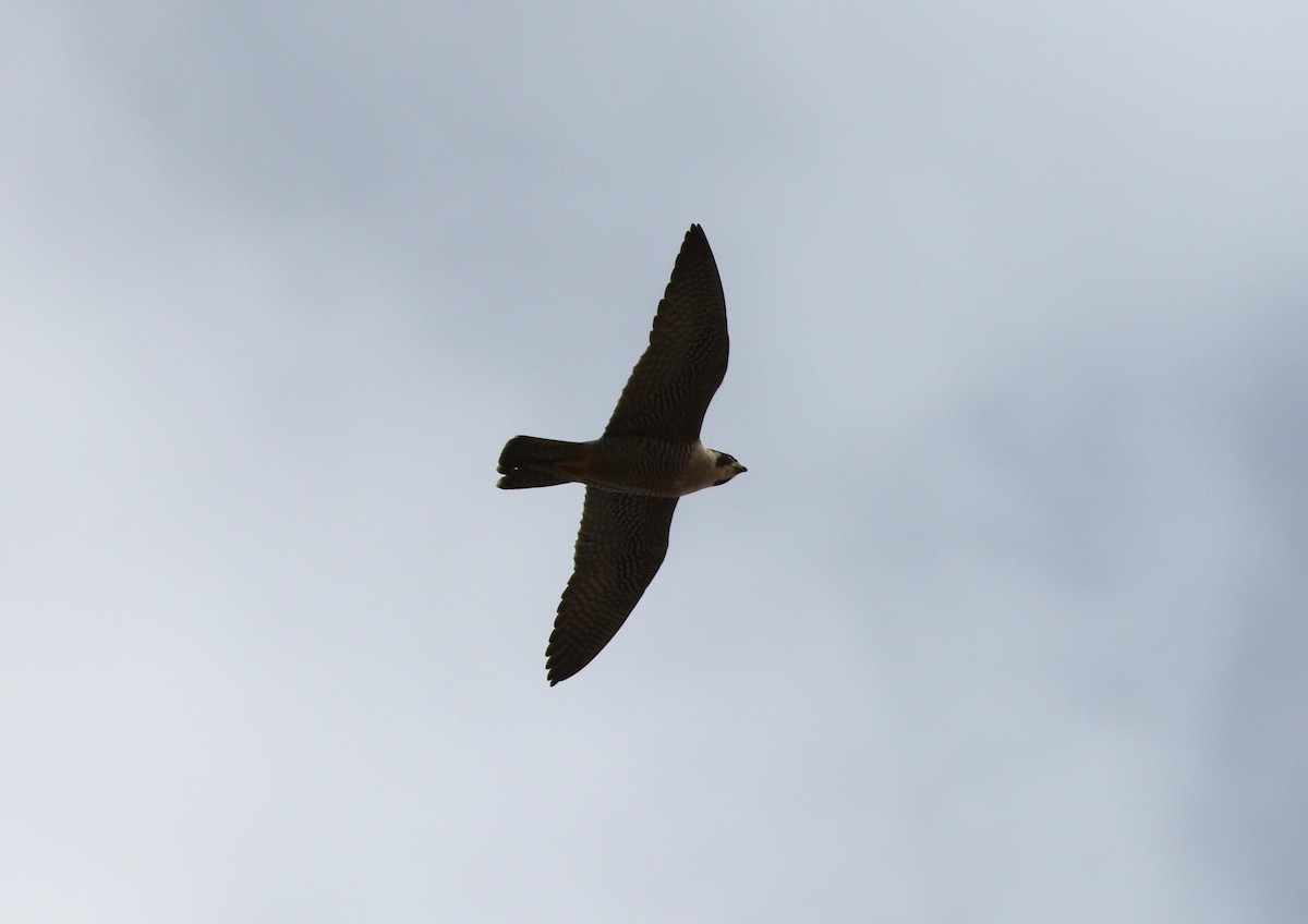 Эгэл шонхор - ML644549191