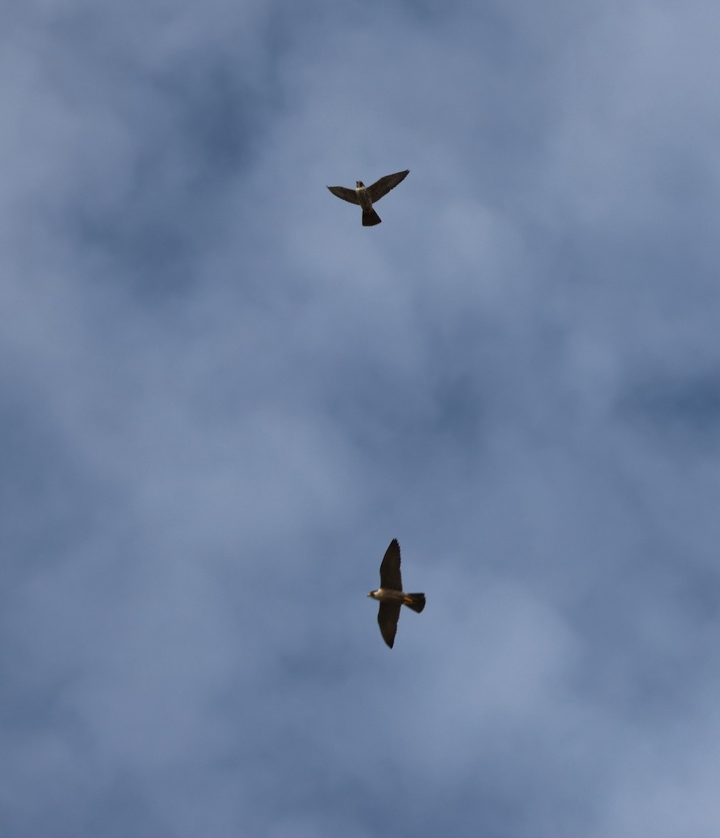 Эгэл шонхор - ML644549192