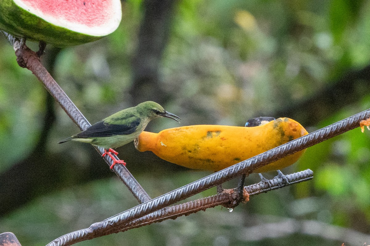 Танагра-медоїд бірюзова - ML644549193