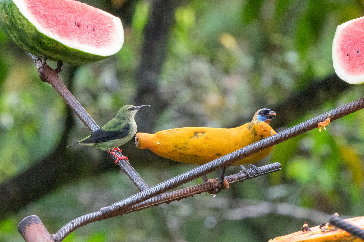 Танагра-медоїд бірюзова - ML644549194