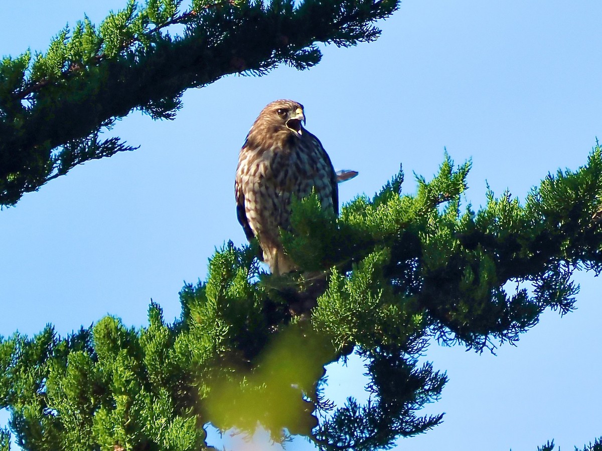 Red-shouldered Hawk - ML644549197