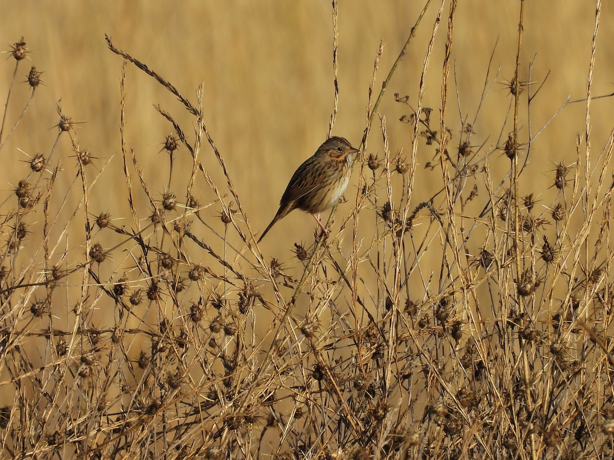 strnadec pruhohlavý - ML644549205