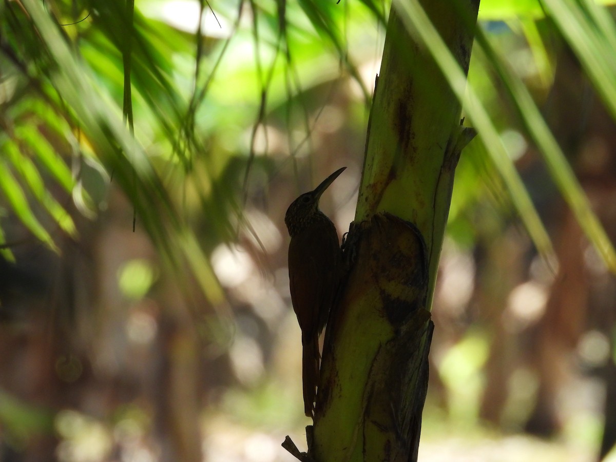 Grimpar cacao - ML644549208