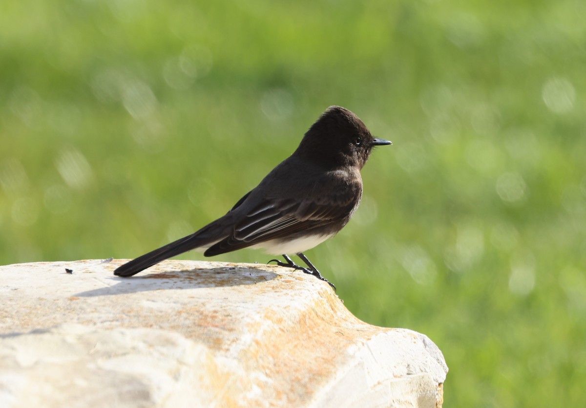 Black Phoebe - ML644549213
