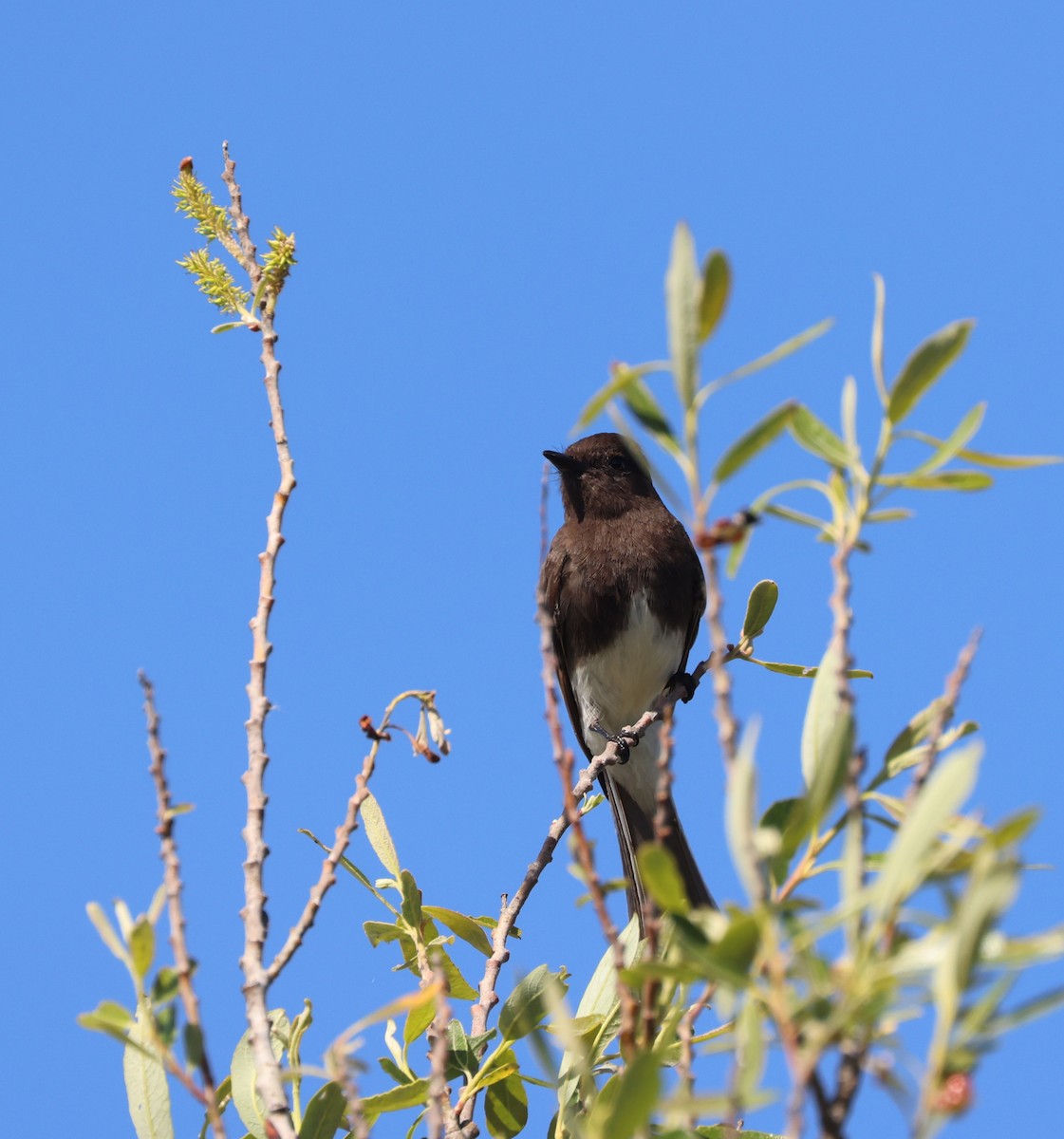 Black Phoebe - ML644549214