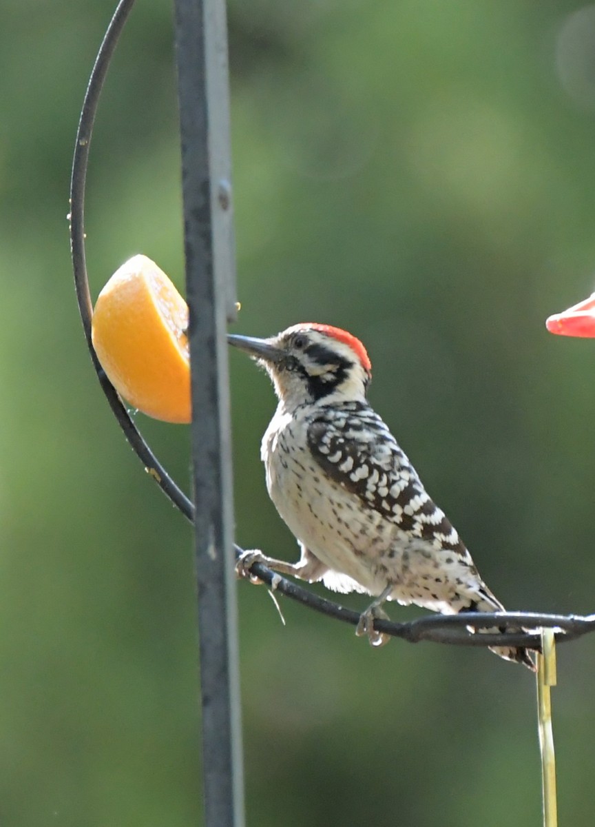 leiderspett - ML644549216