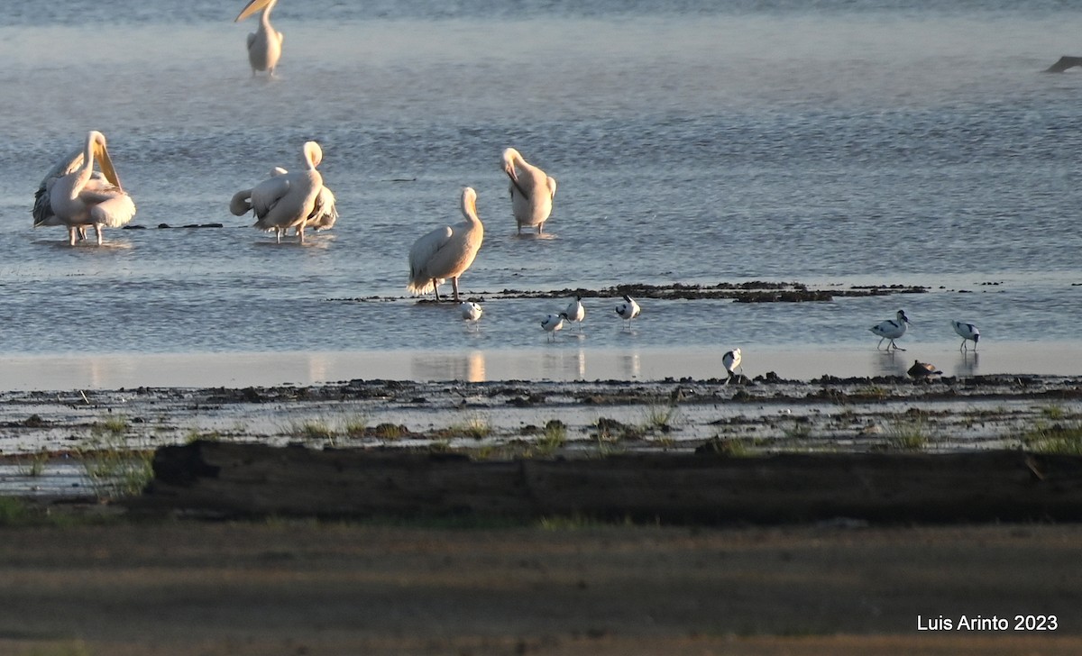 Pied Avocet - ML644549218