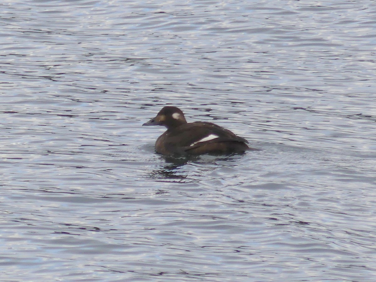 White-winged Scoter - ML644549223