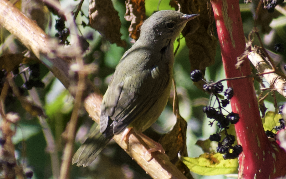Mourning Warbler - ML644549225