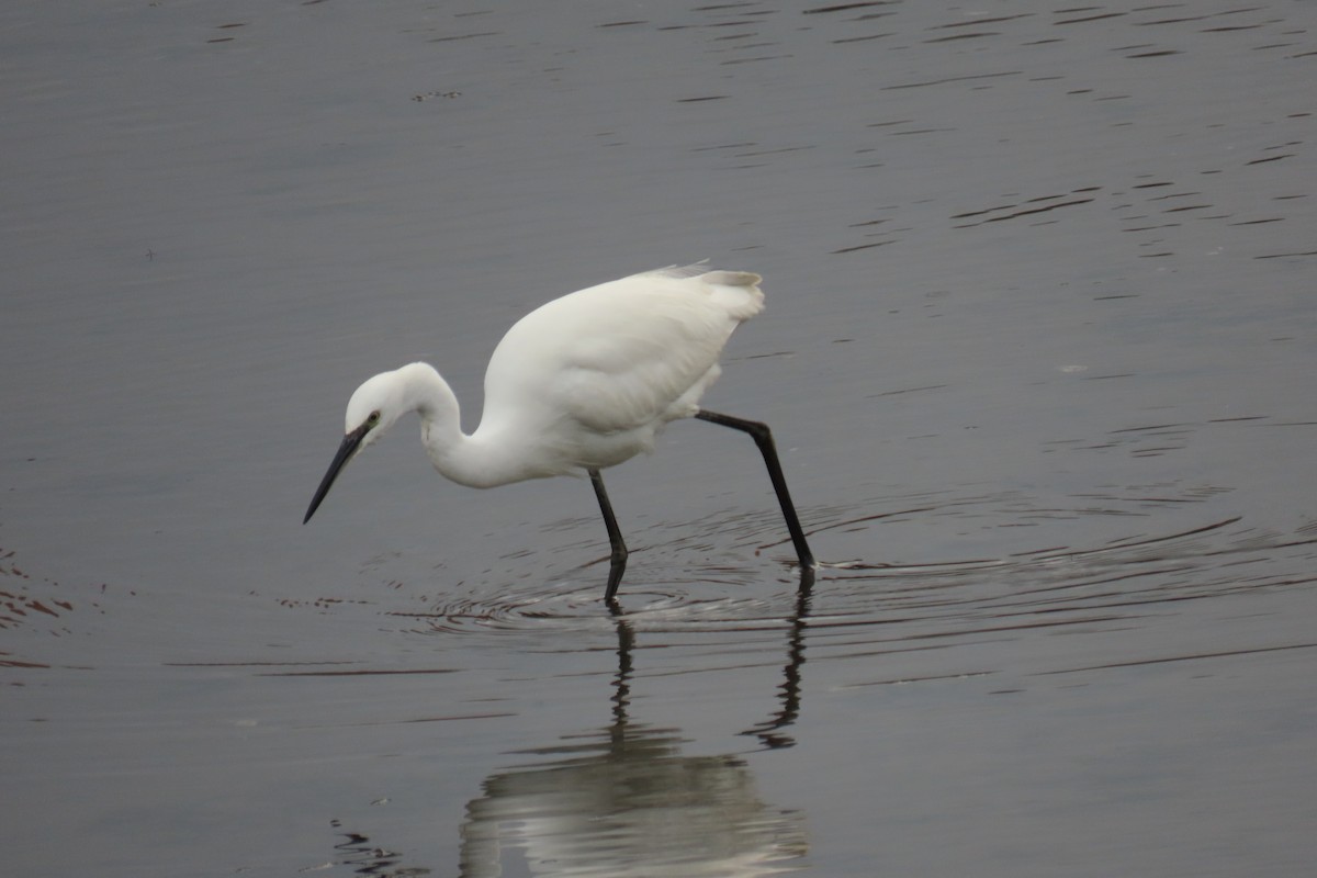 Little Egret - ML644549226