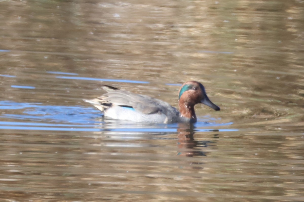 krikkand - ML644549230