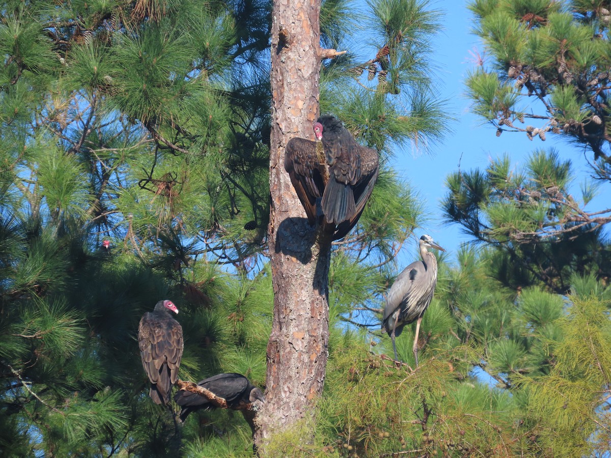 Black Vulture - ML644549239