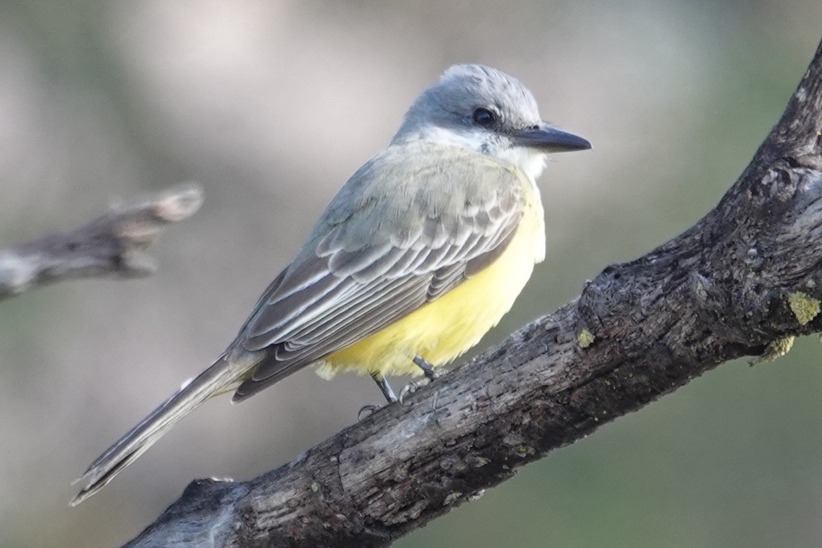 Tyran mélancolique - ML644549244