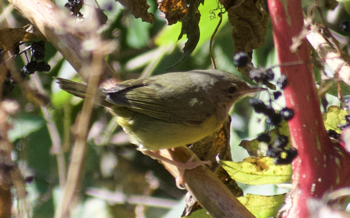Mourning Warbler - ML644549247