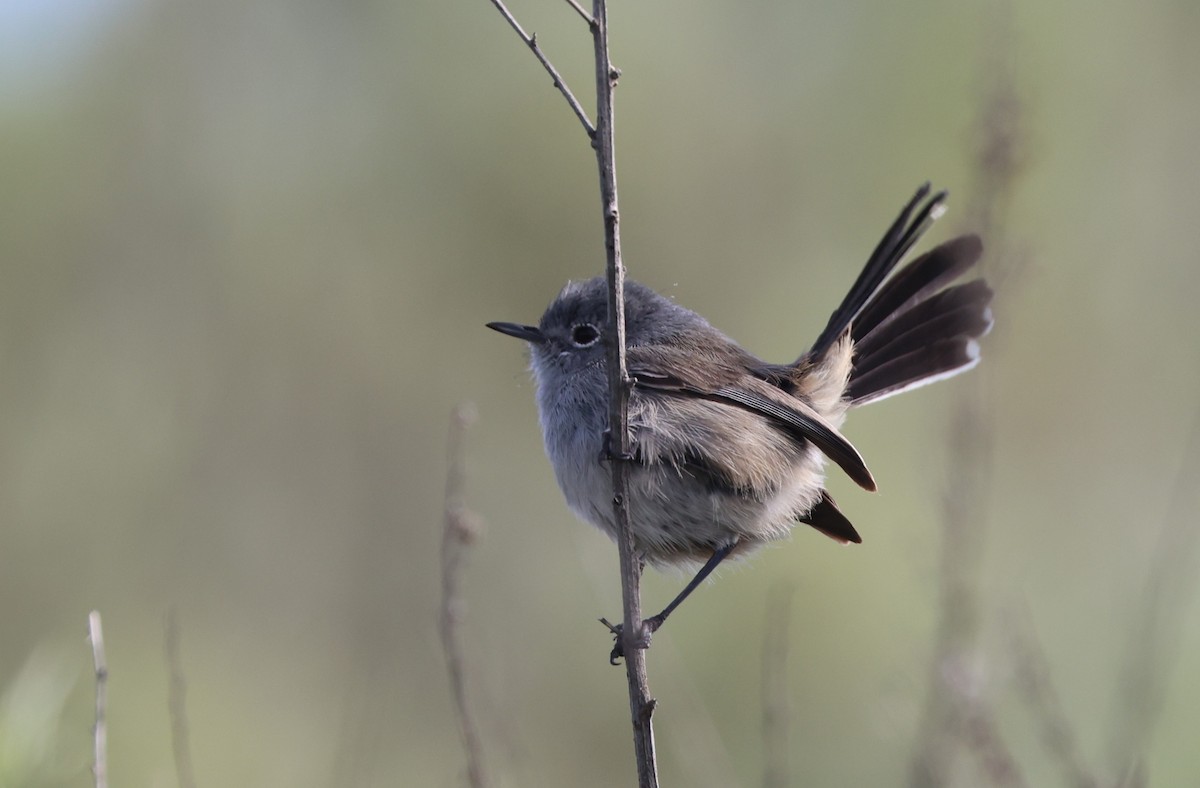 California Gnatcatcher - ML644549248