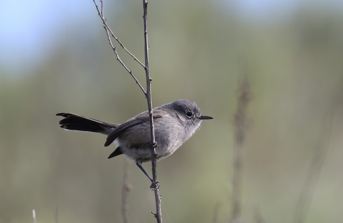 California Gnatcatcher - ML644549249