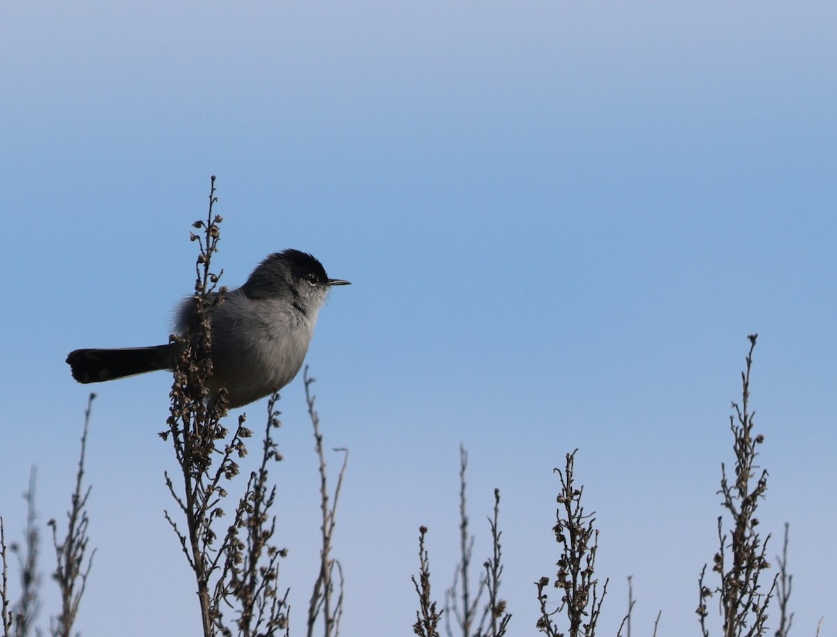 California Gnatcatcher - ML644549250