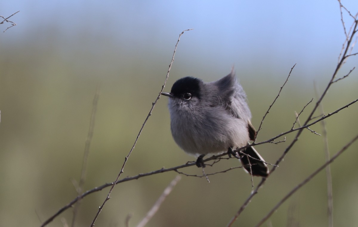 California Gnatcatcher - ML644549251