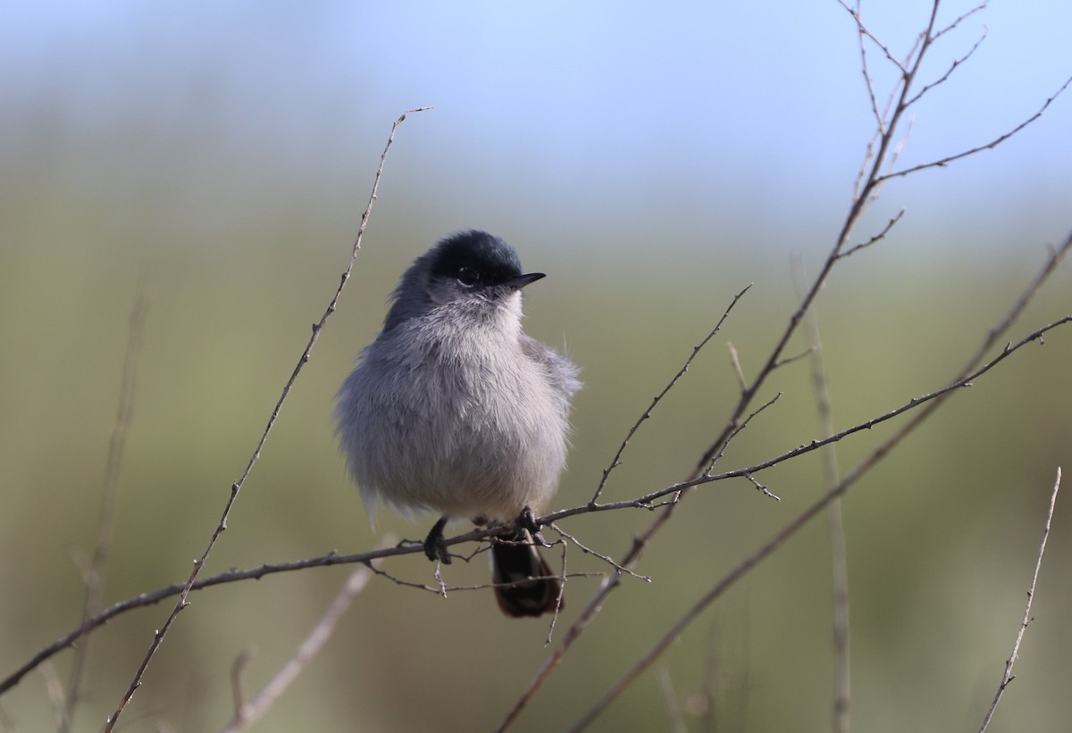 California Gnatcatcher - ML644549252