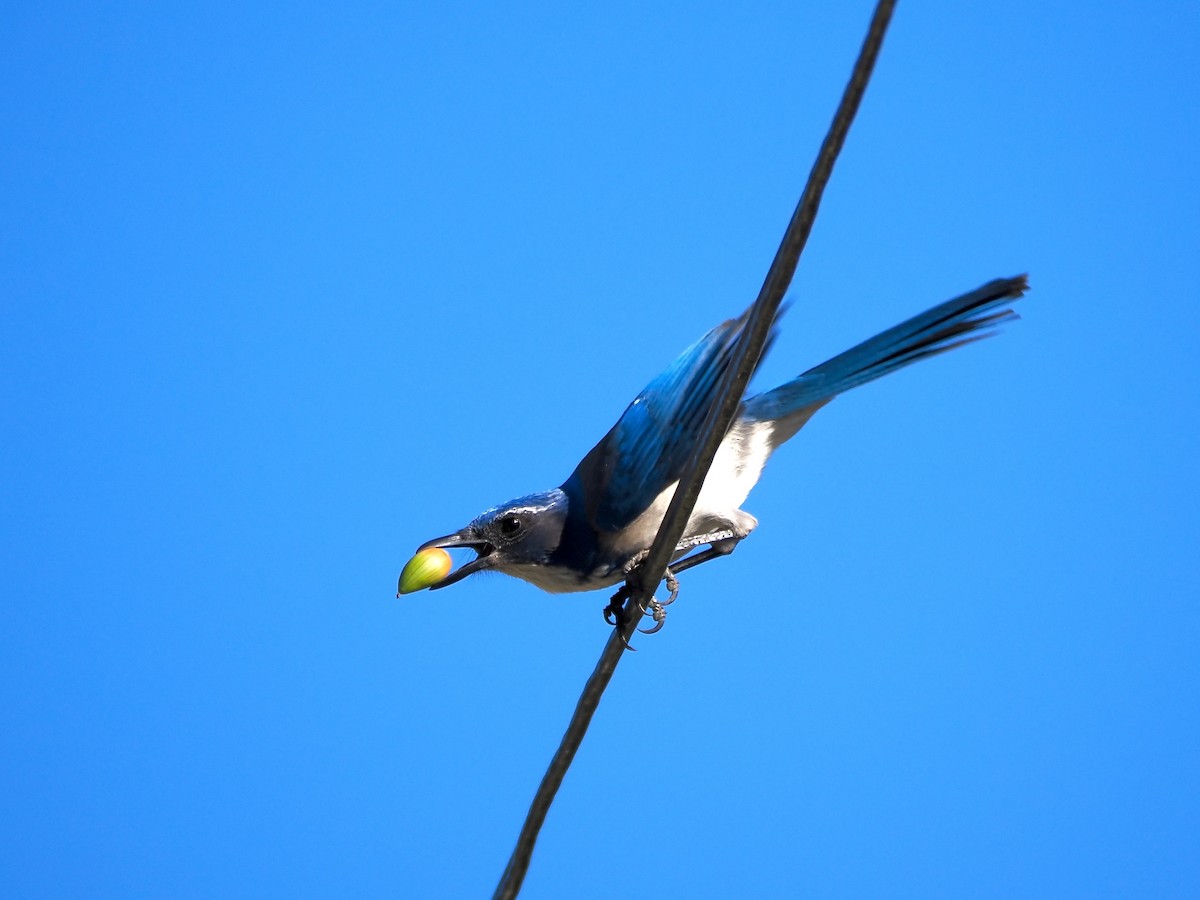 California Scrub-Jay - ML644549255