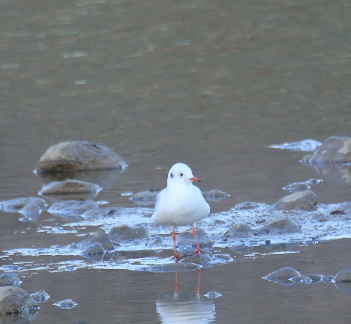 紅嘴鷗 - ML644549256