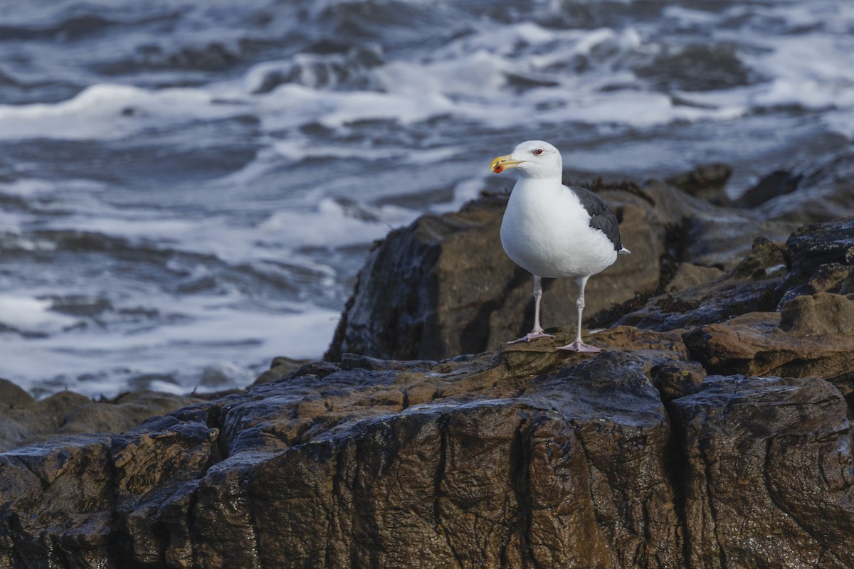 Gavión Atlántico - ML644549259